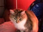 Сибирские котята 3 месяца объявление продам