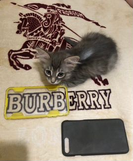 Термо чехол на iPhone 7+/8+, на 5/5s есть тоже