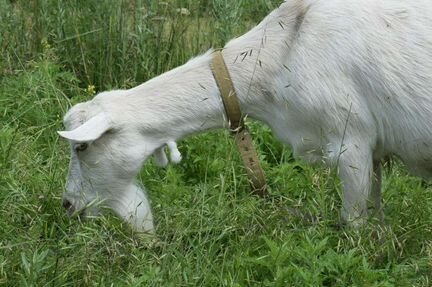 Зааненская дойная коза - фотография № 2