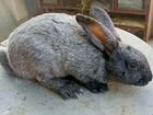 Продам кроликов полтавское серебро объявление продам