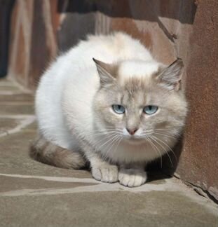 Котенок 8 Месяцев Фото