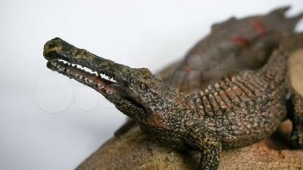 Доисторический крокодил саркозух Collecta