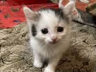 Котёнок 1 месяц объявление продам
