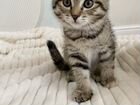 Котенок девочка 1,5 месяца