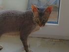 Ищем кота Донской (желательно брашевый) сфинкс,для объявление продам