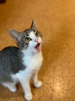 Шпротный котенок - девочка с большими глазами