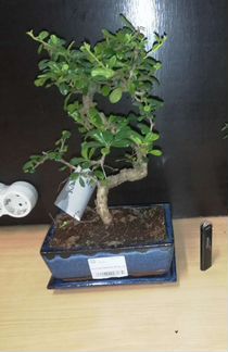 Бонсай Кармона