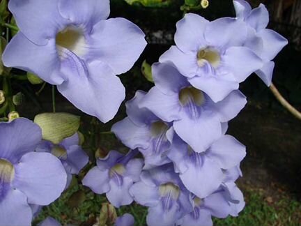 Тунбергия Эректа и др редкие экзоты из тропиков