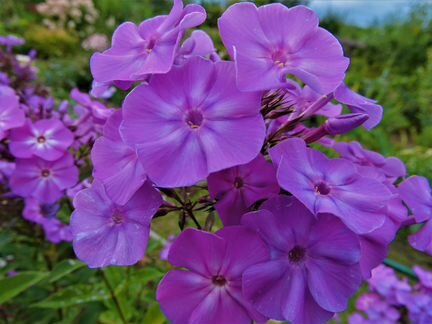 Цветы садовые многолетние