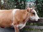 Корова и бычёк объявление продам