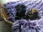 Очаровательные малыши пти брабансона объявление продам