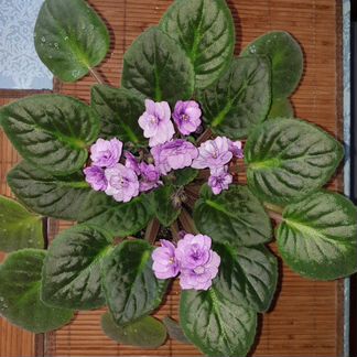 Фиалка Поль Баньян