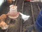 Курицы несушки