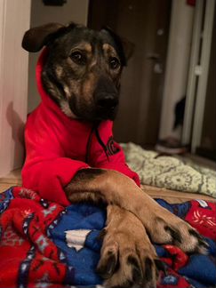 Тимур ищет дом