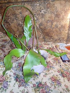 Оксипеталлюм