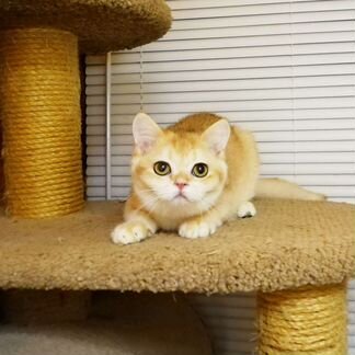 Котик британский ny12 завуалированное золото