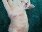 Котик порода балинезийская милый, игривый объявление продам