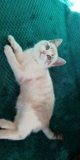 Котик порода балинезийская милый, игривый