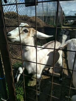 Продам дойных коз и заанонубийских козочек - фотография № 1