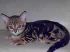 Бенгальский котенок (мраморный окрас)