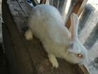Белый декаритивный крол, один обыкновенный рыжий объявление продам