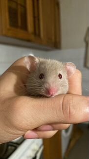 Ручной хомяк