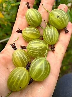 Крыжовник Малахит саженцы, кусты, земляника усы