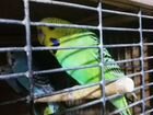 Волнистые попугаи домашнего разведения объявление продам