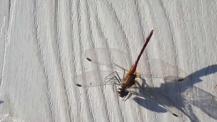 Стрекозы настоящие.мо