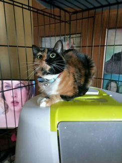 Красавица Тэя ищет дом