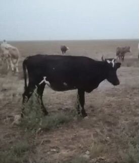 Корова с теленком - фотография № 2