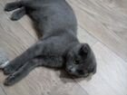 Британская кошка объявление продам