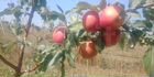 Продается яблоневый сад объявление продам