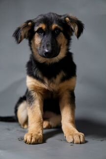 Крупный щенок в добрые руки