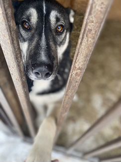 Собака в добрые руки